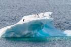 Antarctica, Petermann Island. Adelie penguins on iceberg. Art Print